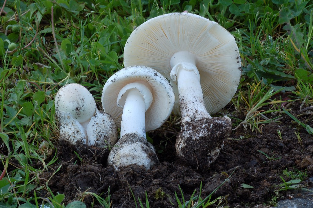Amanita verna